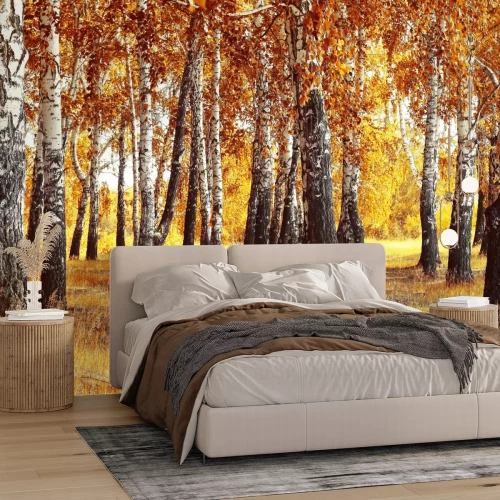 Fotobehang Herfstlandschap met berken