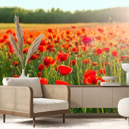 Fotobehang Klaprozenveld bij zonsopgang