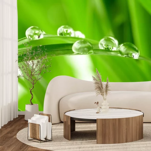 Fotobehang Dauw op een grasspriet