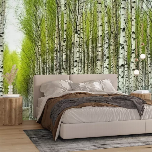 Fotobehang Berken aangeplant in een rij