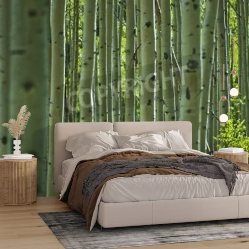 Fotobehang Berken in Colorado