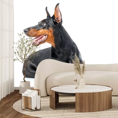 Sticker Liegen speelse dobermann pinscher op geïsoleerde witte achtergrond