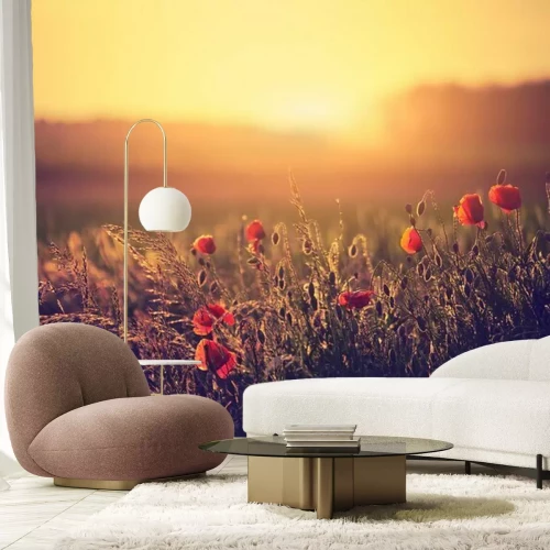 Fotobehang Weide met klaprozen en zonsondergang