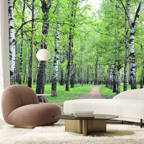 Fotobehang Berken bij een pad