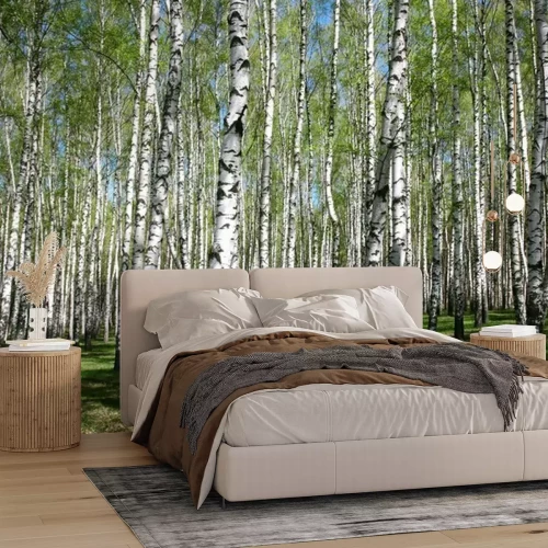 Fotobehang Bos vol berken