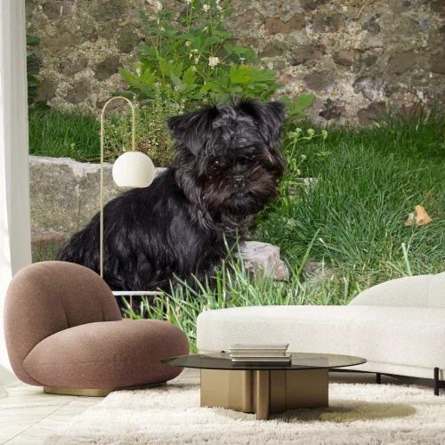 Fotobehang Hond voor betonnen muur