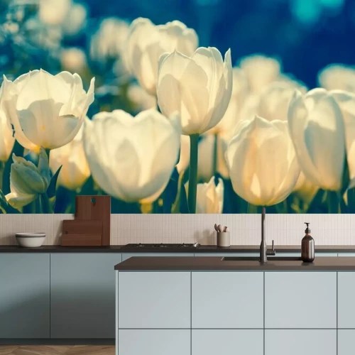 Fotobehang Witte tulpen van dichtbij