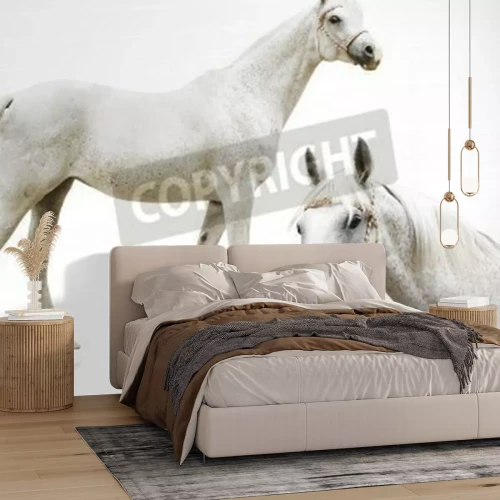 Fotobehang Wit Arabisch paard