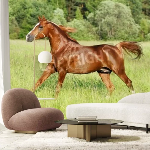 Fotobehang Zwart paard in galop