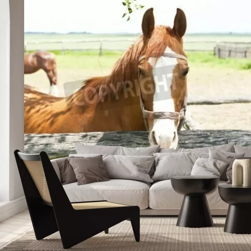 Fotobehang Paard in de houten omheining