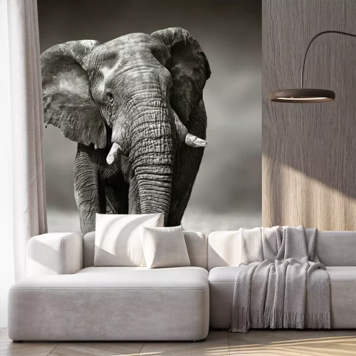 Fotobehang Zwart-witte rennende olifant