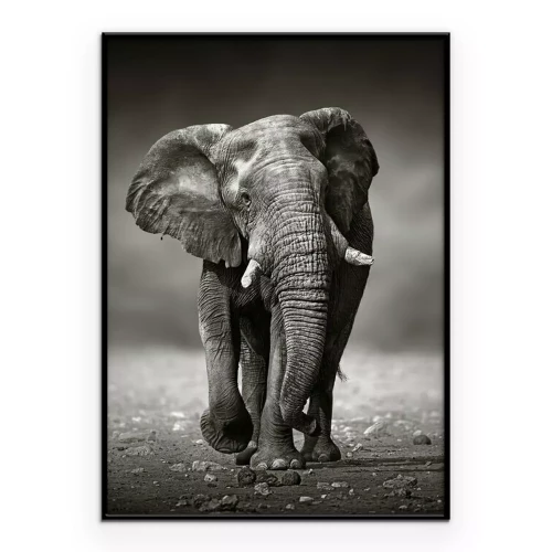 Poster Zwart-witte rennende olifant