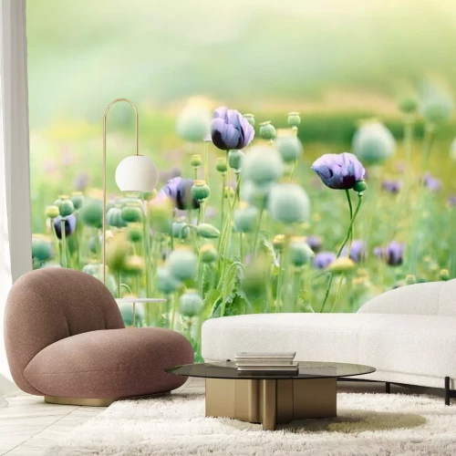 Fotobehang Lila klaprozen op een veld