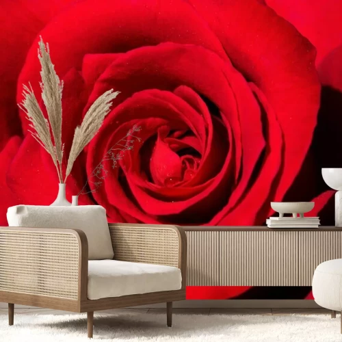 Fotobehang Fluweelrode roos