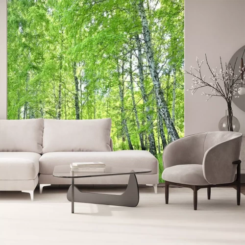 Fotobehang Berkenbos