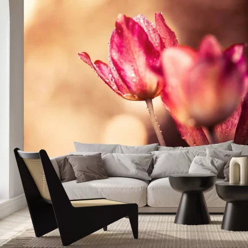 Fotobehang Tulpen met waterdruppels
