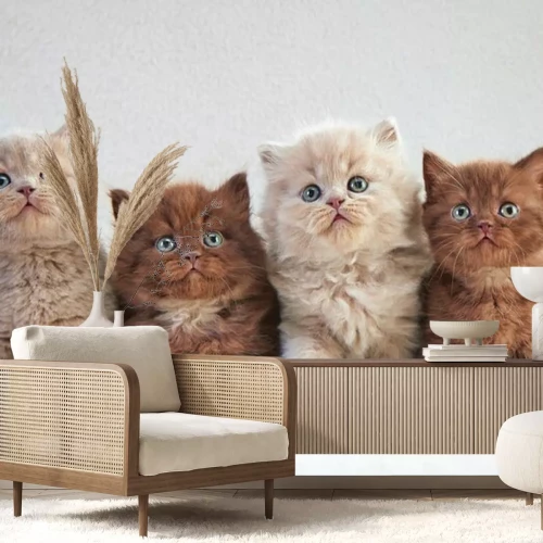 Sticker Donzige katten met blauwe ogen