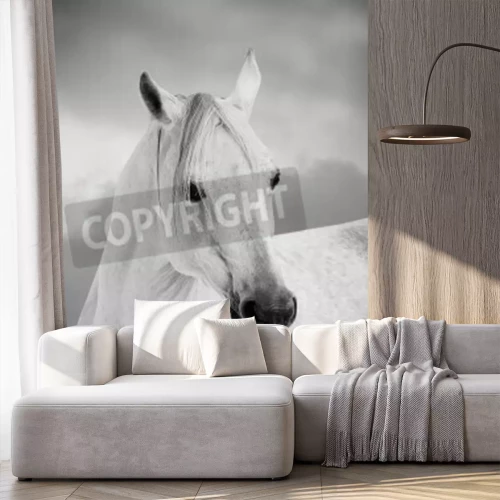 Fotobehang Arabisch paard in grijs