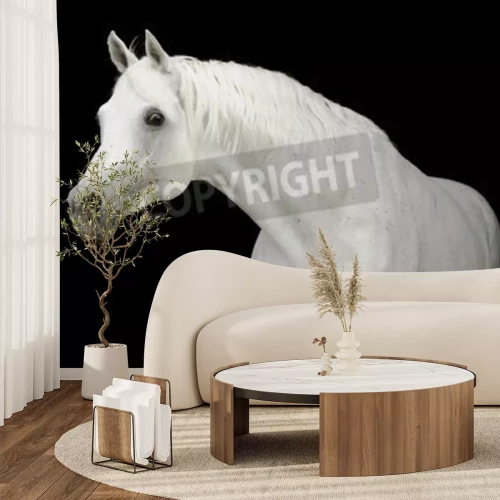 Fotobehang Arabisch paard op zwarte achtergrond