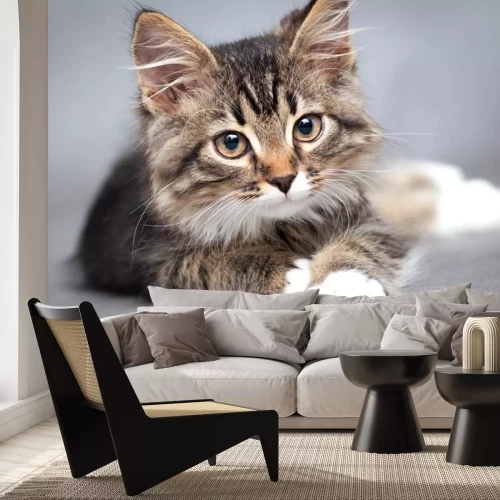 Sticker Huiskat met witte poten en snuit