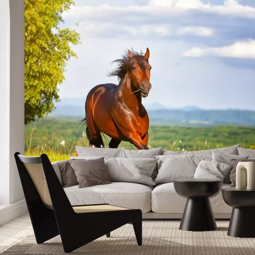 Fotobehang Een paard dat op een zonnige dag in een weiland galoppeert.