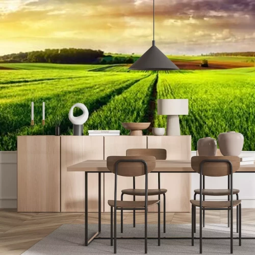 Fotobehang Panorama zonsondergang van een groen veld