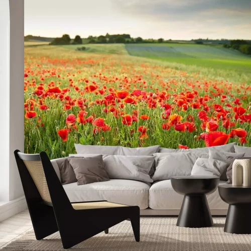 Fotobehang Klaprozenveld bij zonsondergang