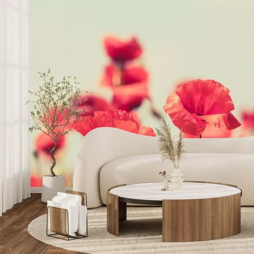 Fotobehang Klaprozen op een wazige achtergrond