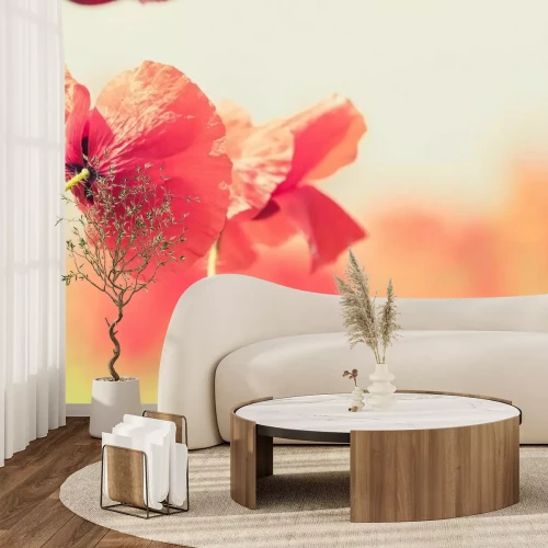 Fotobehang Klaprozen op een wazige achtergrond