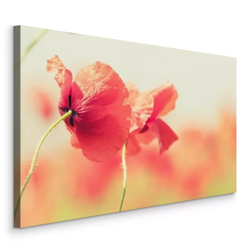 Canvas Klaprozen op een wazige achtergrond