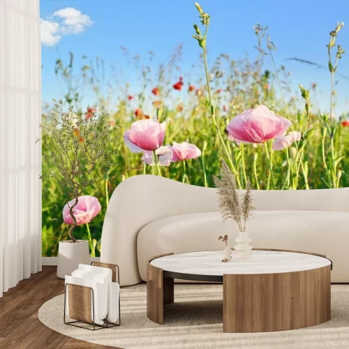 Fotobehang Roze klaprozen op een weide