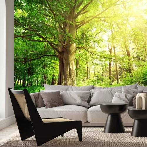 Fotobehang Bomen bos en groene planten