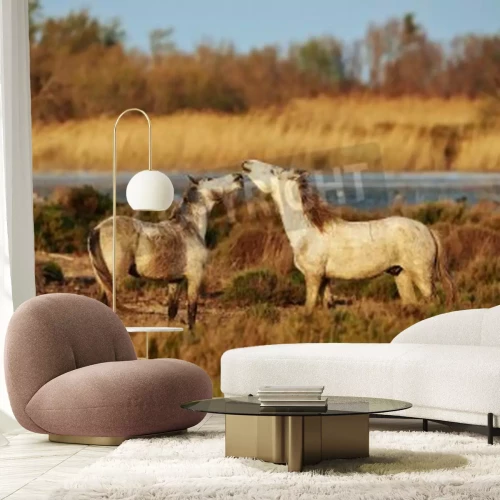 Fotobehang Twee paarden tussen de weilanden