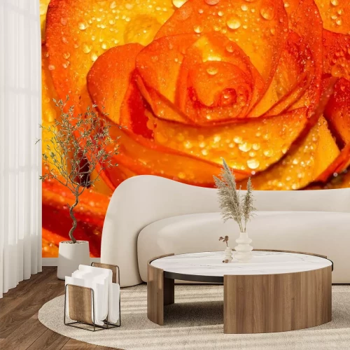 Fotobehang Oranje roos in macro versie