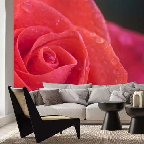 Fotobehang Natte roos