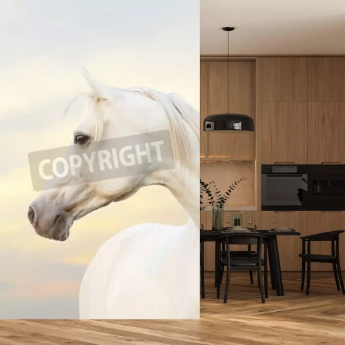 Fotobehang Wit Arabisch volbloed paard