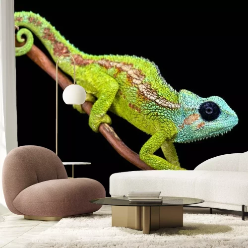 Fotobehang Kameleon op een zwarte achtergrond