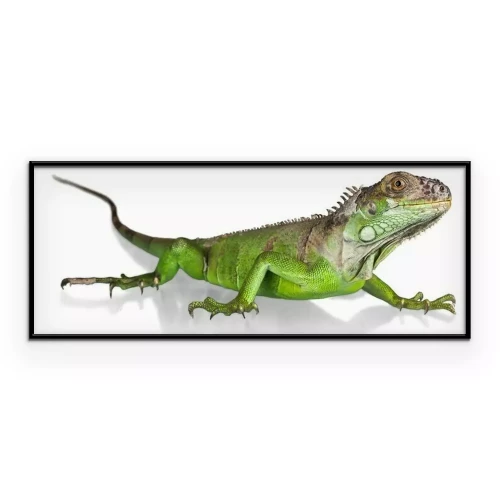 Poster Groene hagedis op een witte achtergrond