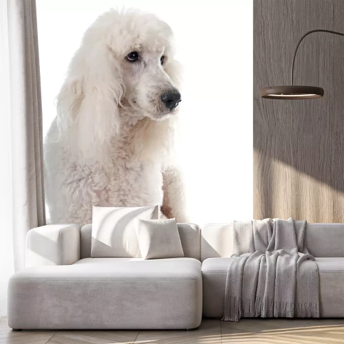 Sticker Poedel op witte achtergrond