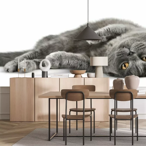 Sticker Katten pluizige kat draaide op zijn rug tijdens het spelen