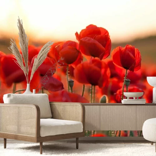 Fotobehang Een foto van rode klaprozen tegen een wazige achtergrond