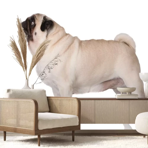 Sticker Rechtstaande hond op lichte achtergrond