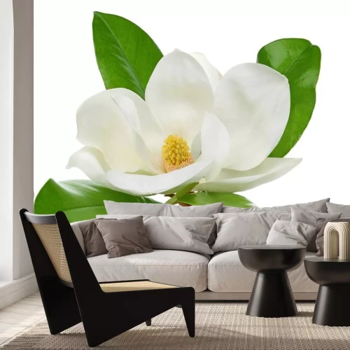 Sticker Foto van een witte magnolia tegen een neutrale achtergrond