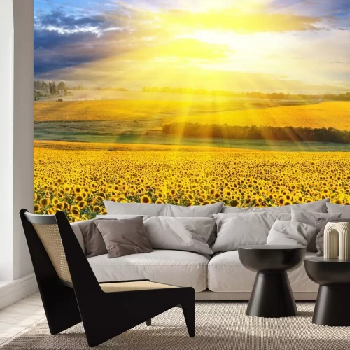 Fotobehang Duizenden zonnebloemen op een veld