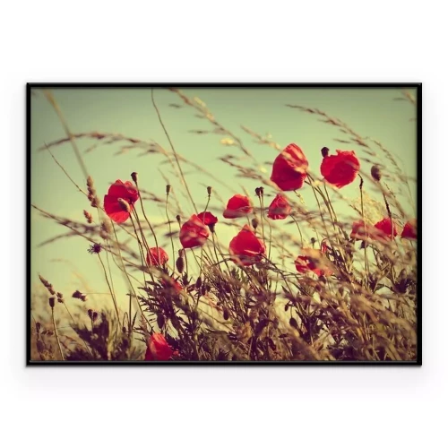 Poster Klaprozen vastgelegd op een vintage foto.