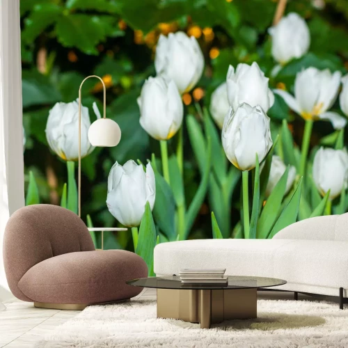 Fotobehang Witte tulpen in de tuin