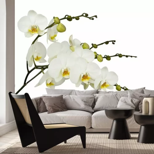 Fotobehang Orchidee wit op een lichte achtergrond