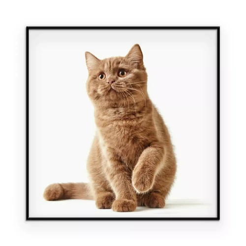 Poster Britse kat op een lichte achtergrond