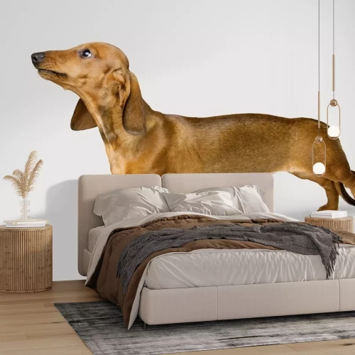 Sticker Dachshund Isolated over White Background, Brown Dog Looking Up