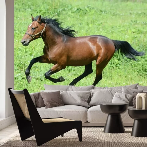 Fotobehang Galopperende zwarte paarden